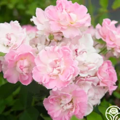Porcelain Rose>Heirloom Roses Outlet