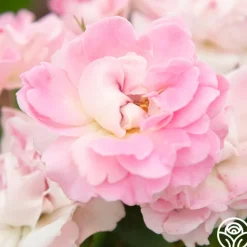 Porcelain Rose>Heirloom Roses Outlet
