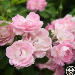 Porcelain Rose><noscript><img width=