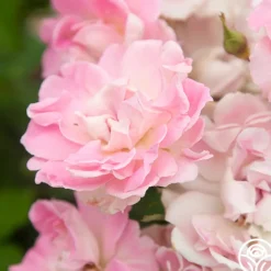 Porcelain Rose><noscript><img width=