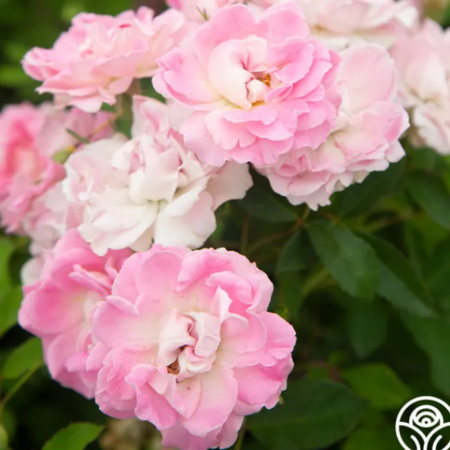 Porcelain Rose>Heirloom Roses Outlet