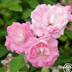 Porcelain Rose><noscript><img width=