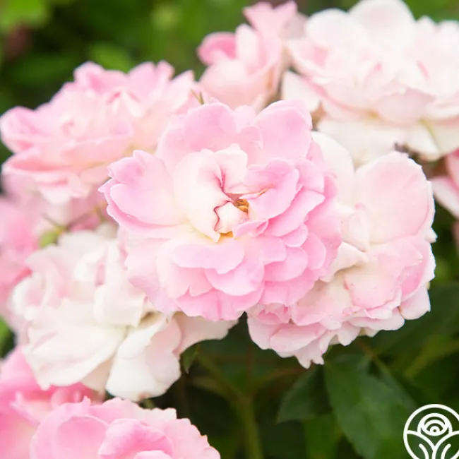 Porcelain Rose>Heirloom Roses Outlet