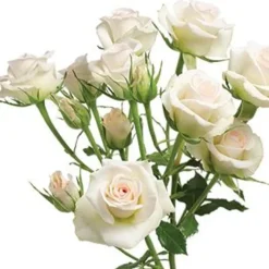 Porcelina>Heirloom Roses