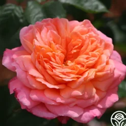 Portlandia™>Heirloom Roses