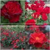 Pots in Full Bloom>Heirloom Roses Best