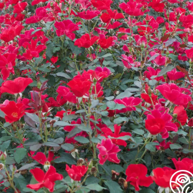 Pots in Full Bloom>Heirloom Roses Best