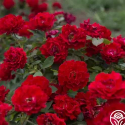 Pots in Full Bloom><noscript><img width=