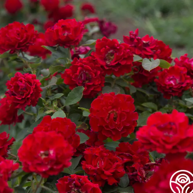 Pots in Full Bloom>Heirloom Roses Best