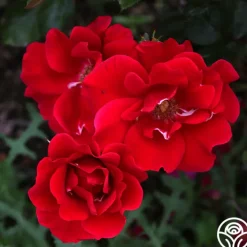 Prairie Clogger>Heirloom Roses