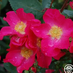 Prairie Flower>Heirloom Roses Hot