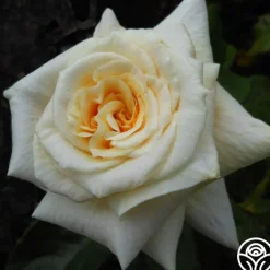 Prairie Harvest>Heirloom Roses Hot