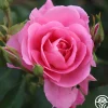 Prairie Princess>Heirloom Roses Clearance