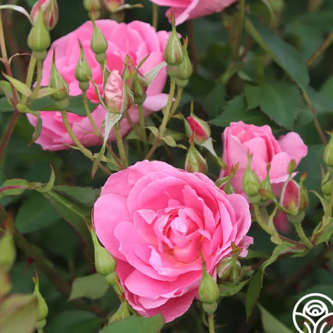 Prairie Princess>Heirloom Roses Clearance