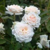 Prairie Star™>Heirloom Roses Clearance