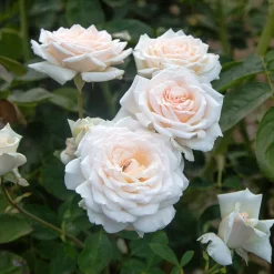 Prairie Star™>Heirloom Roses Clearance