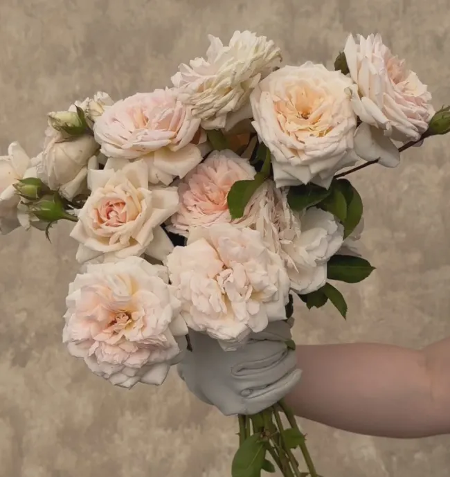 Prairie Star™>Heirloom Roses Clearance