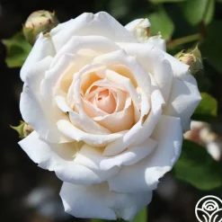 Prairie Star™><noscript><img width=
