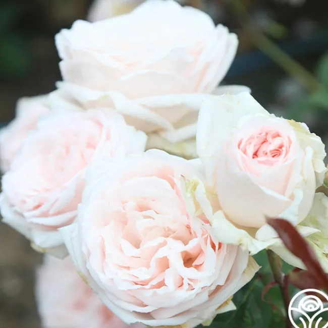 Prairie Star™>Heirloom Roses Clearance