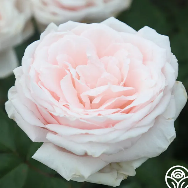 Prairie Star™>Heirloom Roses Clearance