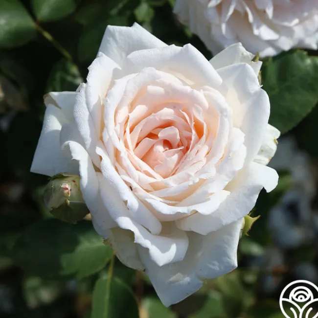 Prairie Star™>Heirloom Roses Clearance