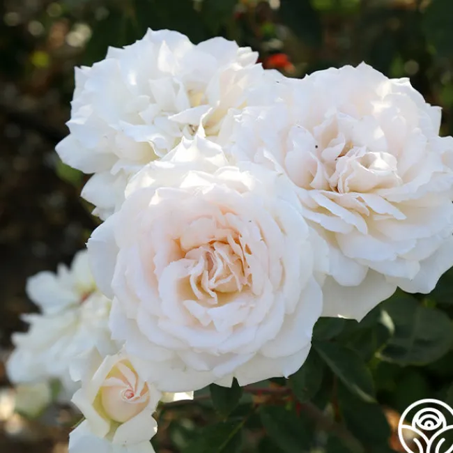 Prairie Star™>Heirloom Roses Clearance