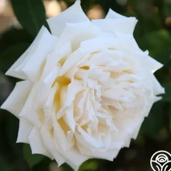 Prairie Star™><noscript><img width=