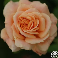 Prairie Sunrise>Heirloom Roses Best