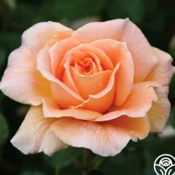 Prairie Sunrise>Heirloom Roses Best