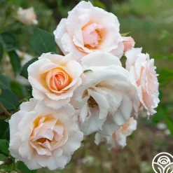 Pretty Lady®><noscript><img width=