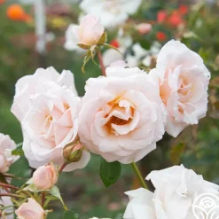 Pretty Lady®><noscript><img width=