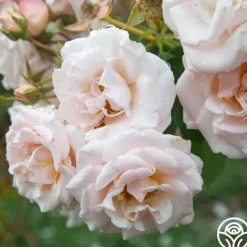 Pretty Lady®><noscript><img width=