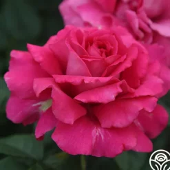 Pretty Lady Rose™><noscript><img width=