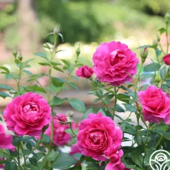 Pretty Lady Rose™><noscript><img width=