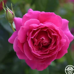 Pretty Lady Rose™><noscript><img width=