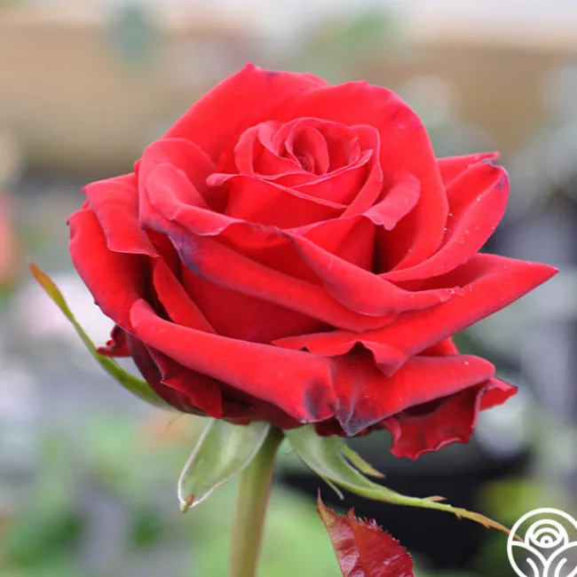 Pride Of England™>Heirloom Roses Online