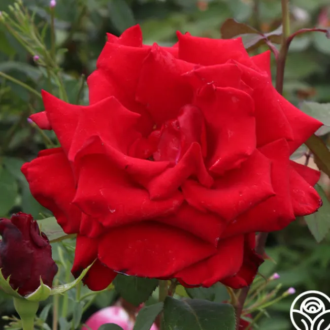 Pride Of England™>Heirloom Roses Online