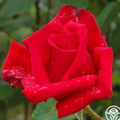 Pride Of England™><noscript><img width=