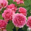 Princess Alexandra of Kent>Heirloom Roses Online