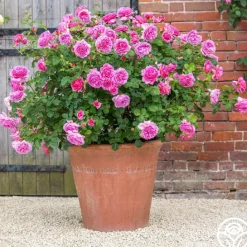 Princess Alexandra of Kent>Heirloom Roses Online