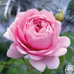 Princess Alexandra of Kent><noscript><img width=