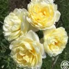 Princess Buttercup®>Heirloom Roses Best