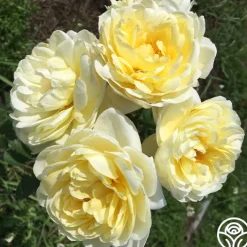 Princess Buttercup®>Heirloom Roses Best