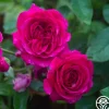 Princess Elise™>Heirloom Roses