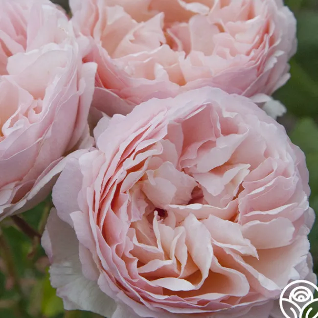 Princesse Charlene de Monaco®>Heirloom Roses Sale