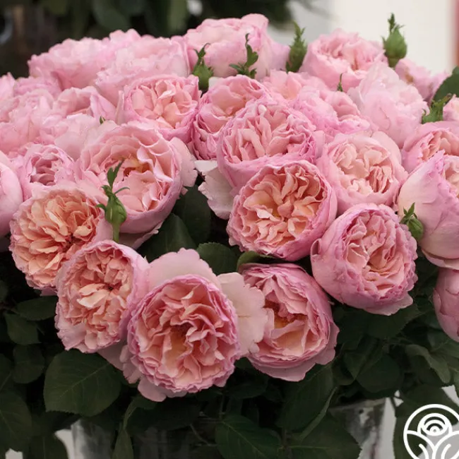 Princesse Charlene de Monaco®>Heirloom Roses Sale