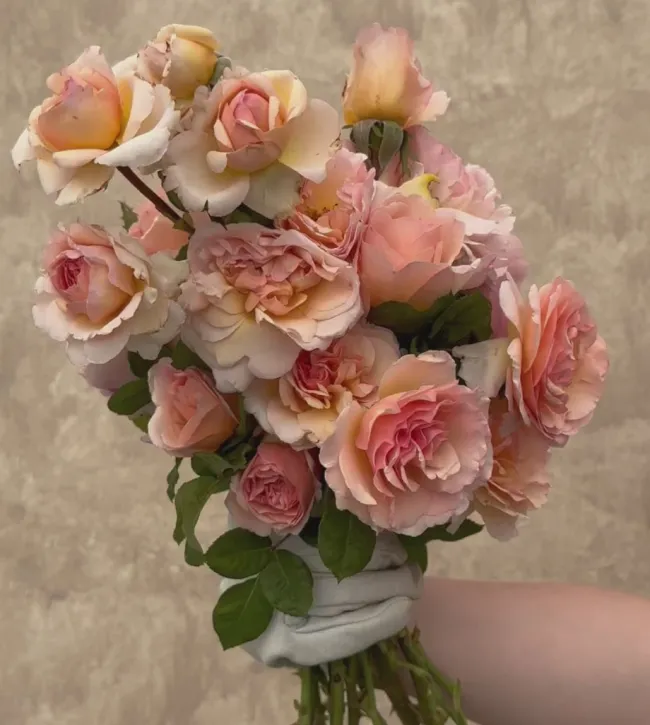 Princesse Charlene de Monaco®>Heirloom Roses Sale