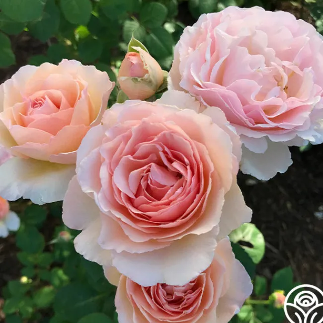 Princesse Charlene de Monaco®>Heirloom Roses Sale