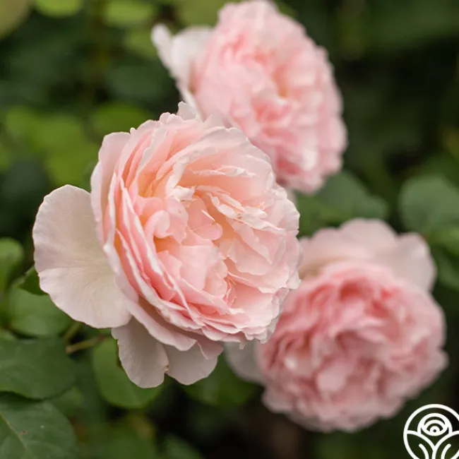 Princesse Charlene de Monaco®>Heirloom Roses Sale