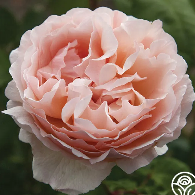 Princesse Charlene de Monaco®>Heirloom Roses Sale
